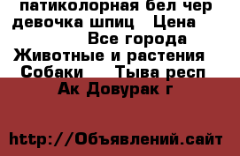 патиколорная бел/чер девочка шпиц › Цена ­ 15 000 - Все города Животные и растения » Собаки   . Тыва респ.,Ак-Довурак г.